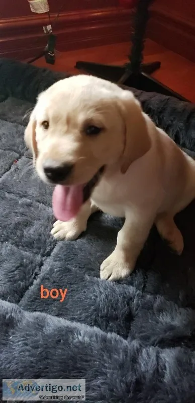 Selling pups for loving homes