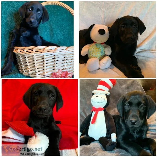 ACA Black Lab puppies
