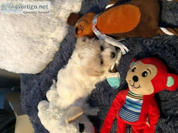 SNUGGLY HAVACHON TEDDIES