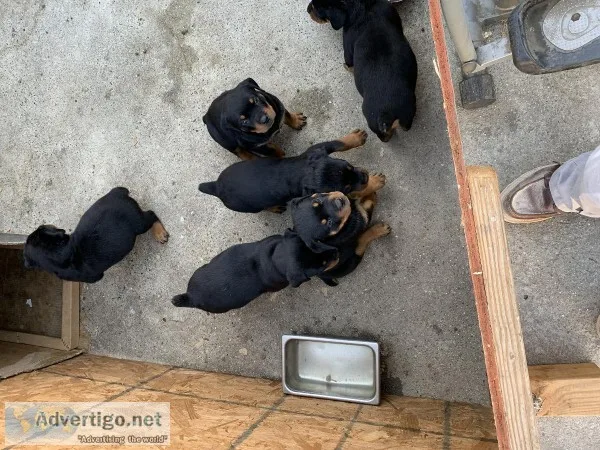Rottweiler puppies