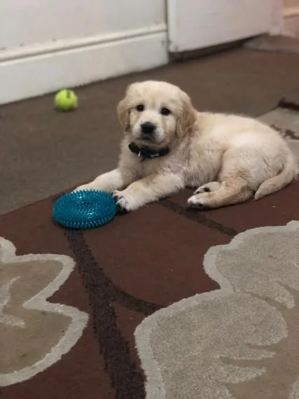 I need to re-home my golden retriever pup