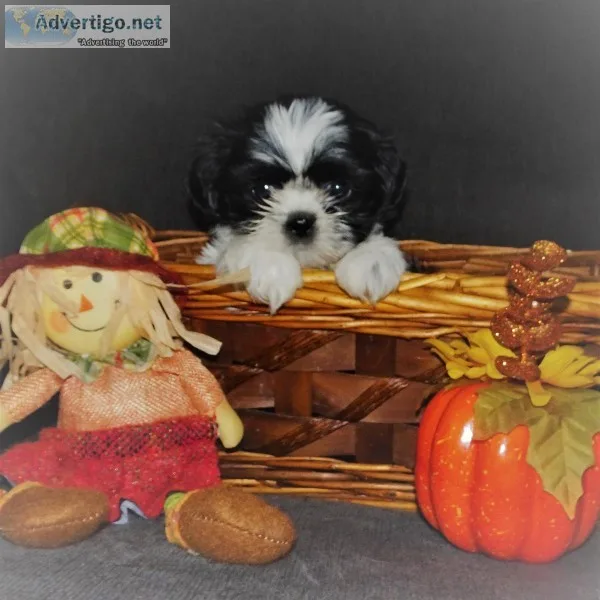 CKC Female Shih tzu