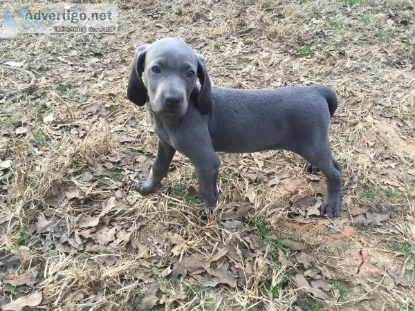 Weimaraner Puppies