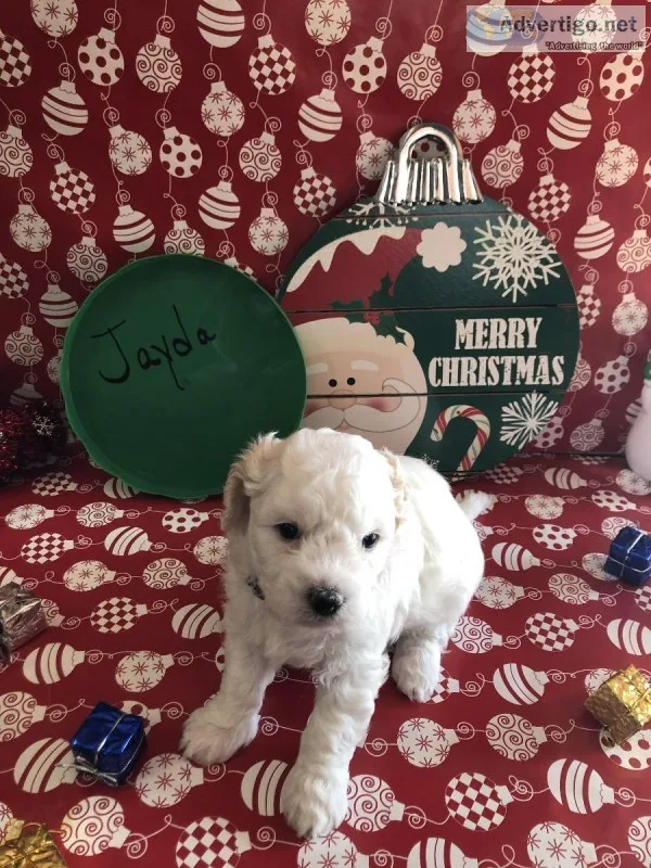 Non- Allergenic Bichon Shih Tzu Puppies
