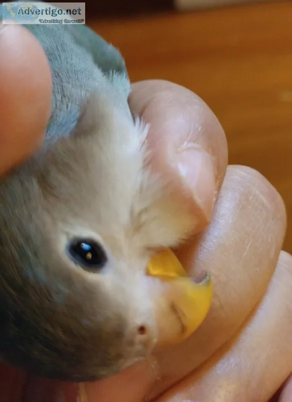 Lovebird baby