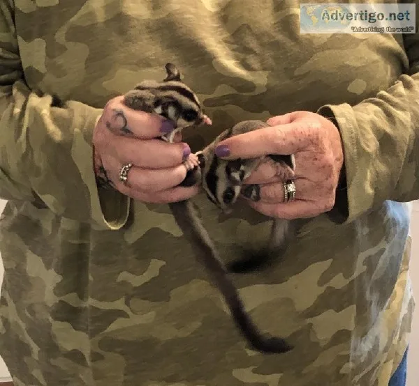 2- Sugar Glider joeys