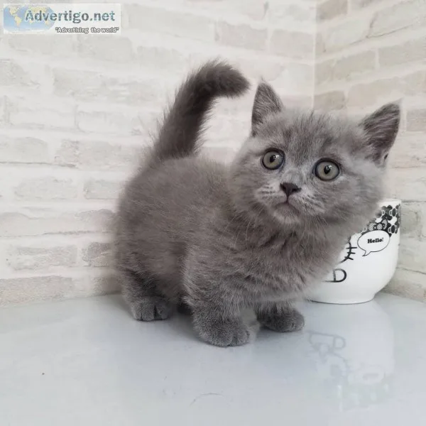 British shorthair kittens for sale near meBritish shorthair kitt