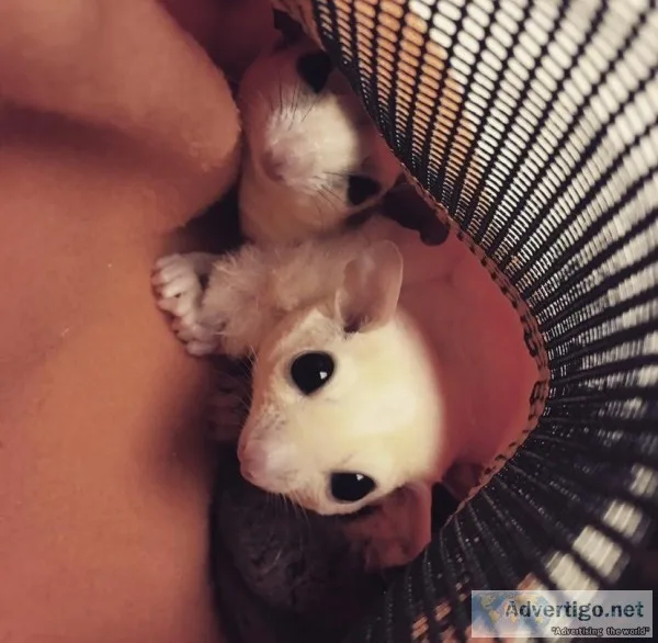 3 male Sugar gliders