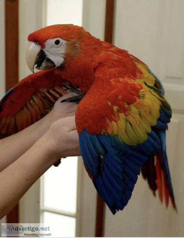 Baby Scarlet Macaw