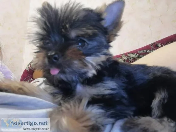 Yorkie