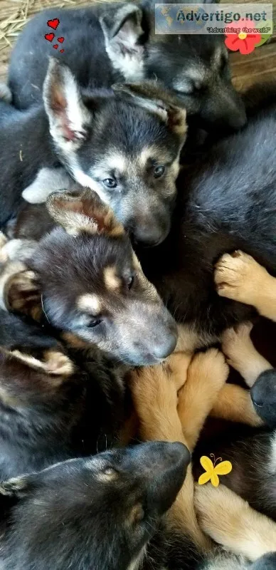 Purebred German Shepherd puppies