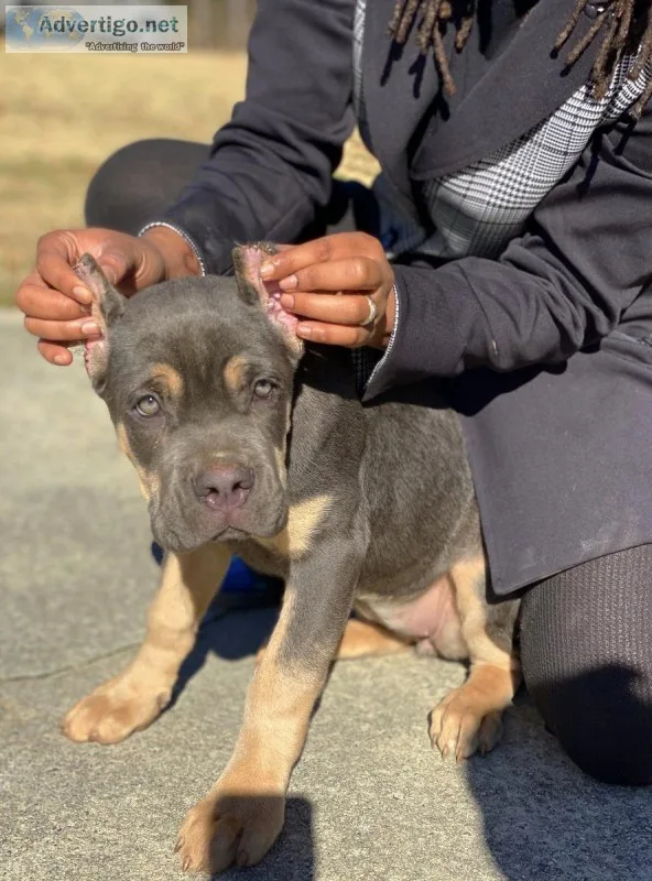Cane Corso Pointed Pup