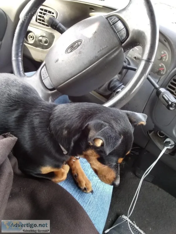 Chihuahua
