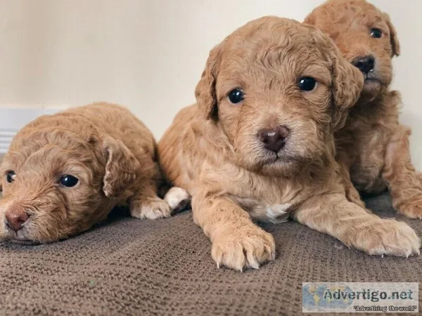 PUREBRED TOY POODLE PUPPIES FOR SALE