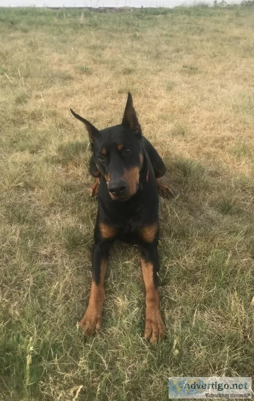 Adult Doberman Obedience Trained