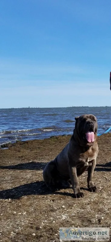 Cane corso pups