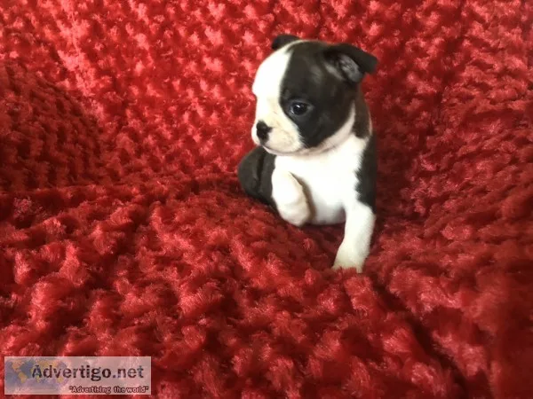 Boston Terrier Puppies