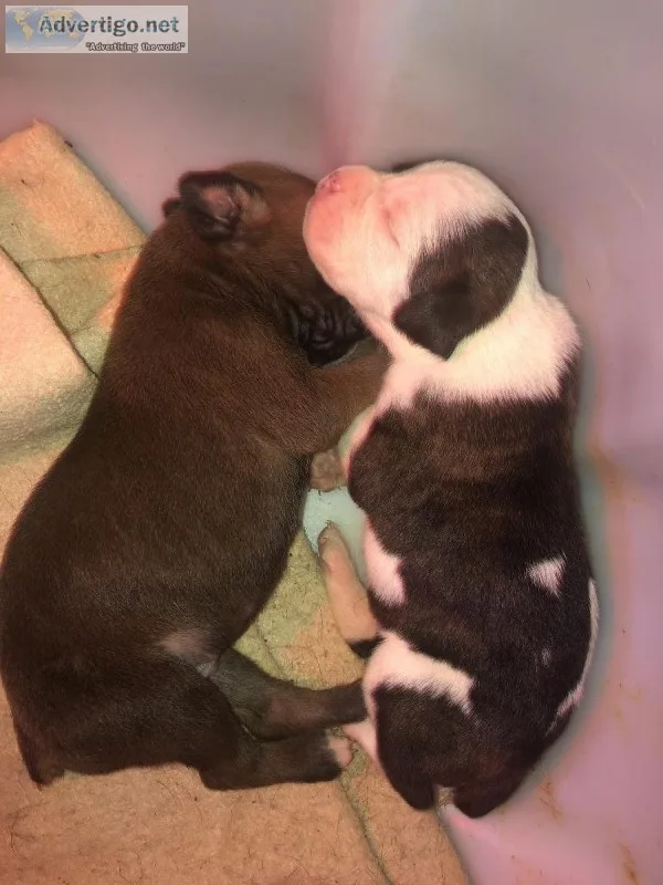 AKC boxer puppies
