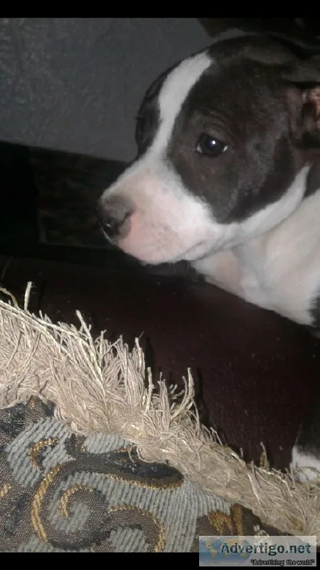Colby pits