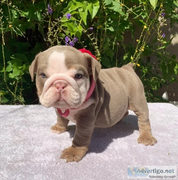 English bulldogs