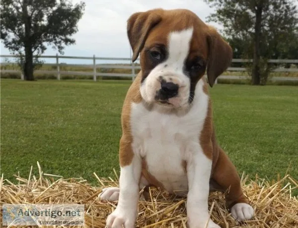 sweet boxer ready  to live