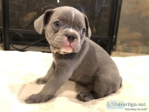 Lilac French Bulldog