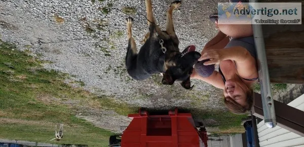 German shepherd