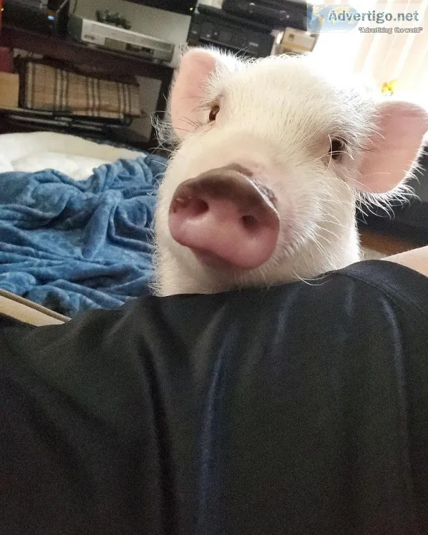 Micro pig