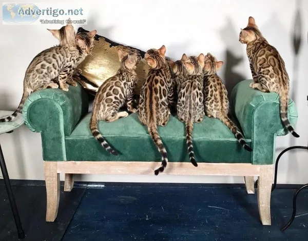 Seal Point Bengal Kittens