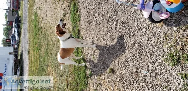 Redtick hound