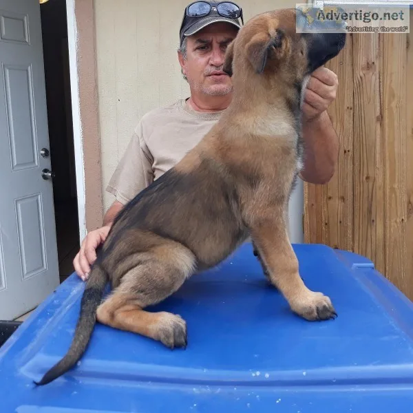 Belgian malinois puppies