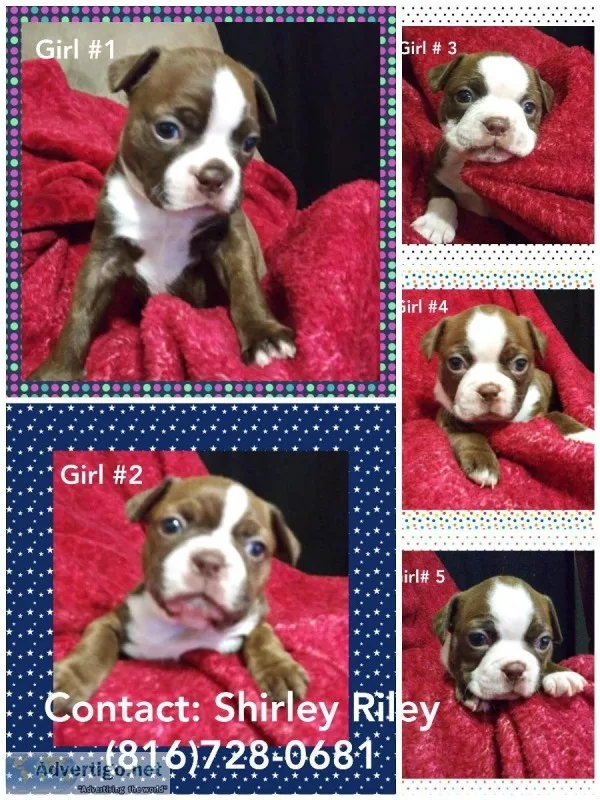 Boston terrier puppies