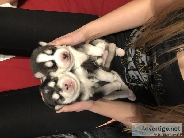 Siberian Malamute