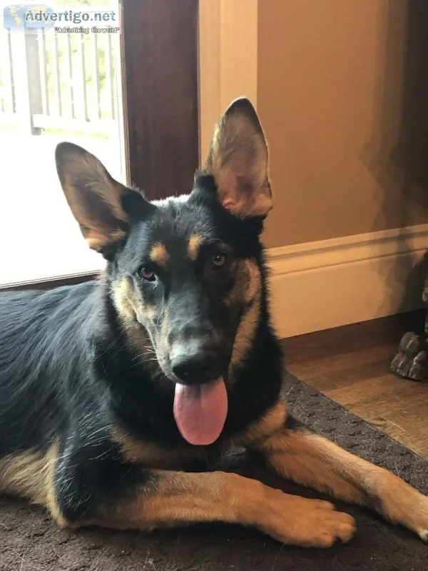German Shepherd Females AKC Exceptional Bloodlines