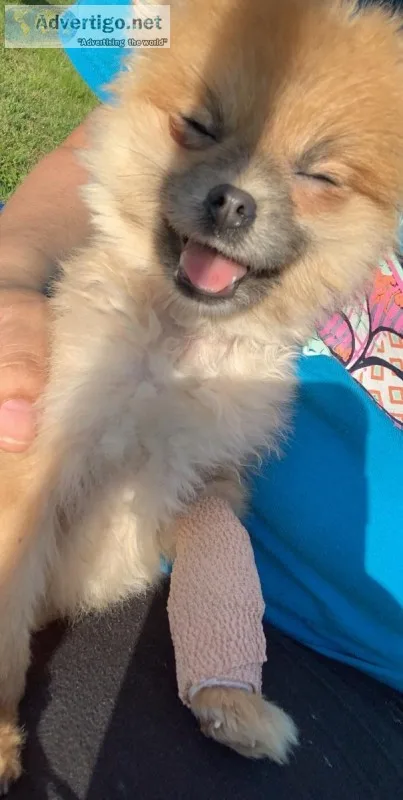 Pomeranian