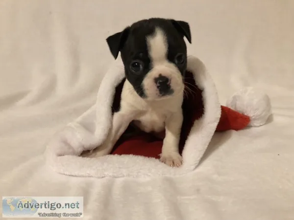 Boston Terrier Puppies