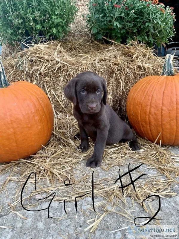 AKC Registered Labs