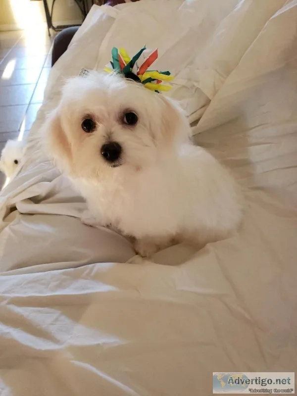 Maltese puppies