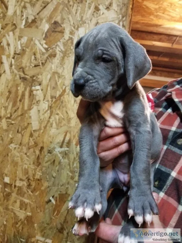 Female akc blue great Dane