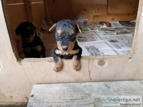 AKC Airedale Terrier Pups