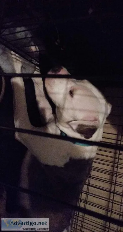 Pitbull females