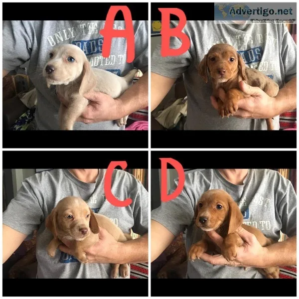 Cheagle 8 wks