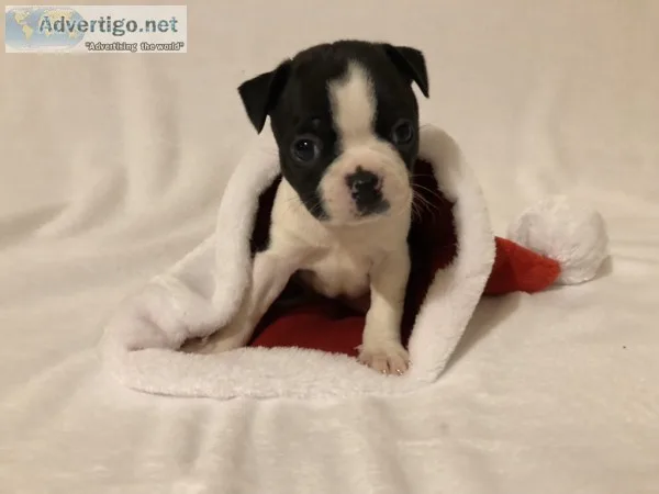 Boston Terrier Puppies