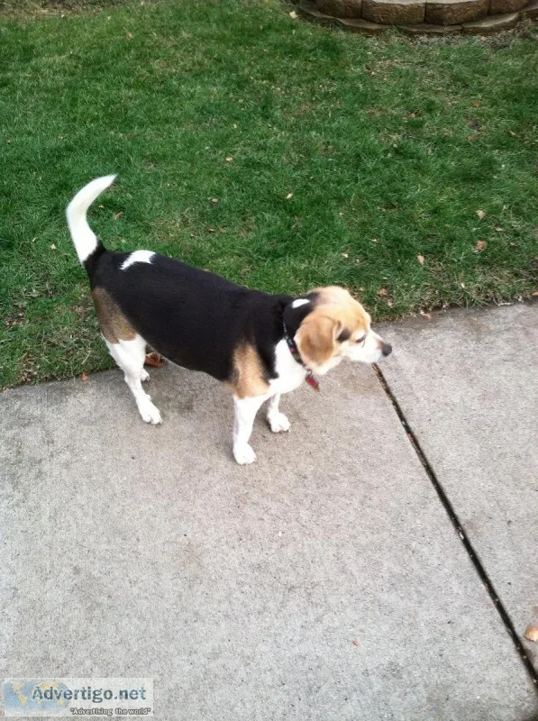 Dog Sitting MyHome or Yours