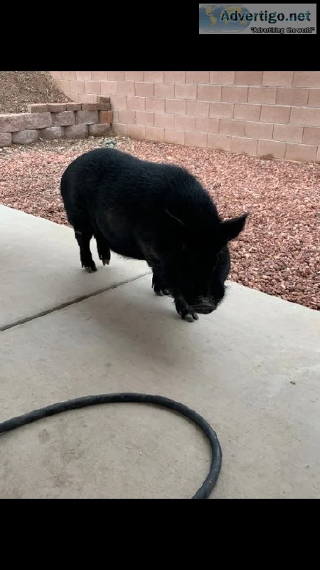 Male potbelly pig.  Not neutered