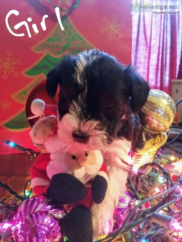 Mini Schnauzer