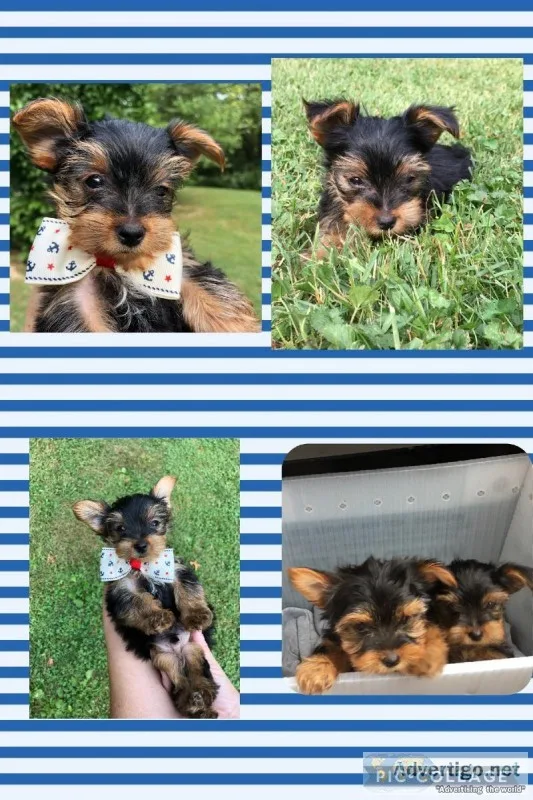 AKC Yorkie 8 Weeks old