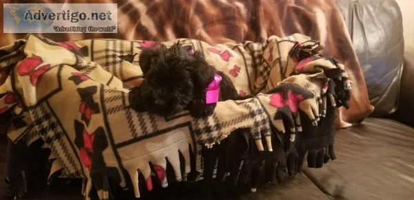 Mini Schnauzers for Sale