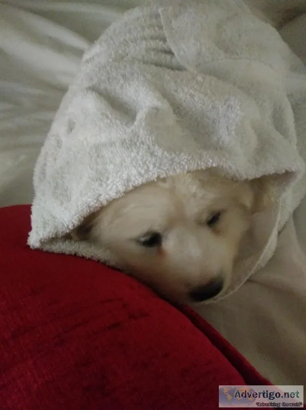 8wk old Great Pyrenees Puppies