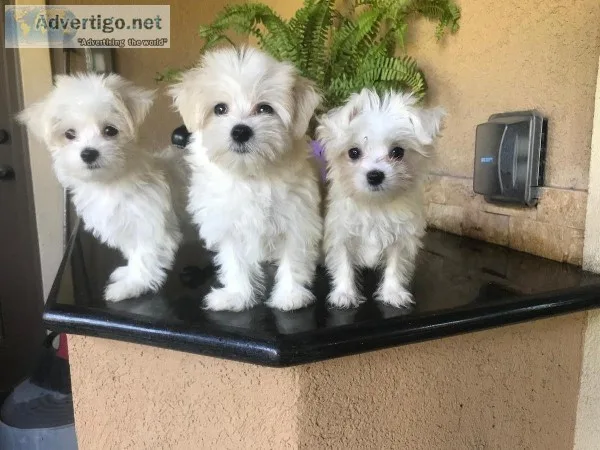 Adorable Maltese Puppy